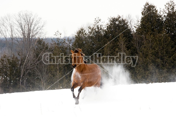 Single horse galloping through deep snow