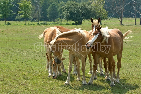 A group of Belgian yearlings on summer pasture. 