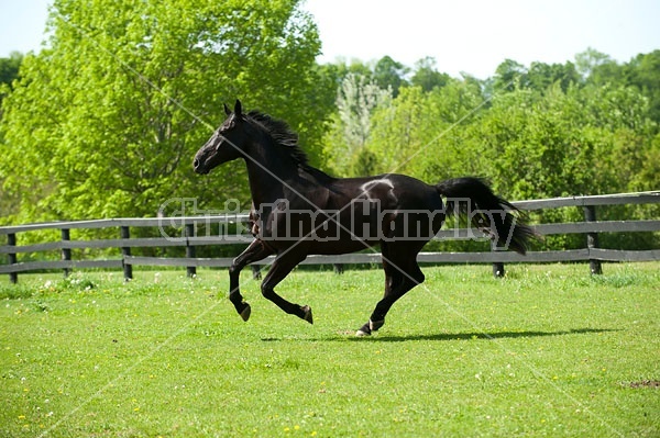 Hanoverian horse gelding