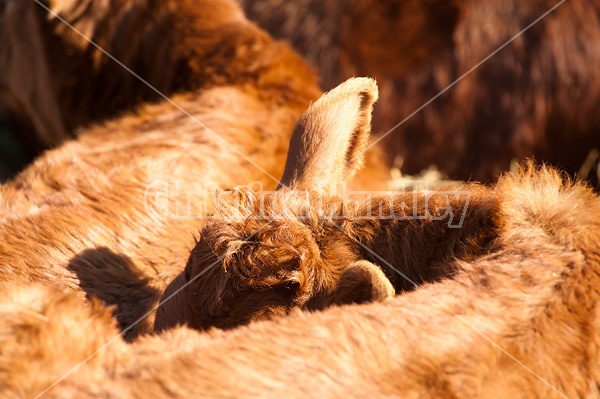 Young beef calves sleeping in the sun