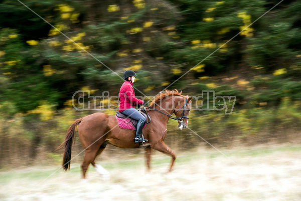 Woman riding chestnut Thoroughbred horse 