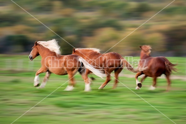 Three Belgian draft horses galloping in field. Photographed with a slow shutter speed to imply motion