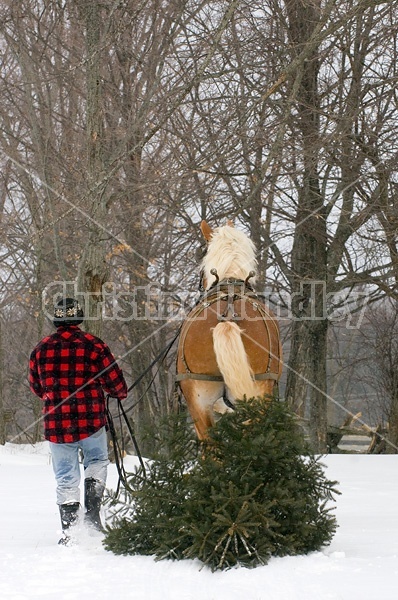 Man driving a Belgian stallion pulling a Christmas tree.