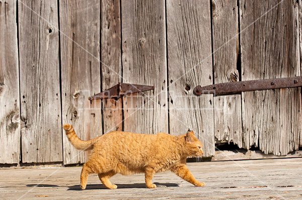 Orange barn cat