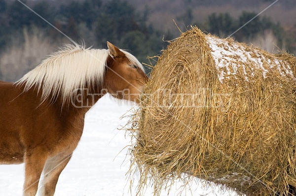 Belgian Horse Eating Hay