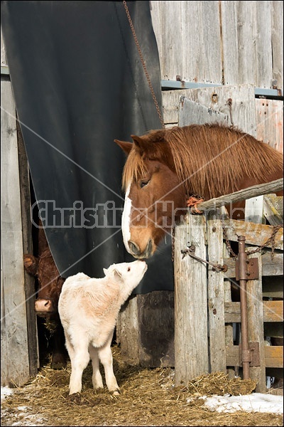 Belgian draft horse meets young Charolais beef calf