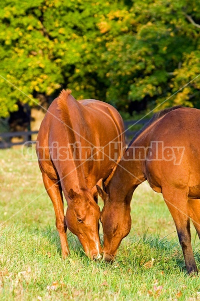 Two horses grazing on autumn pasture