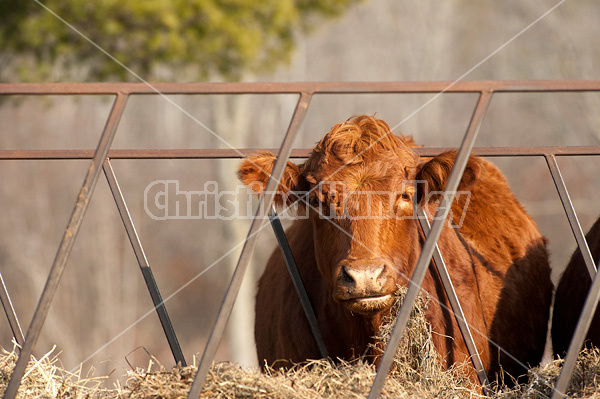 Beef cow eating hay out of feeder