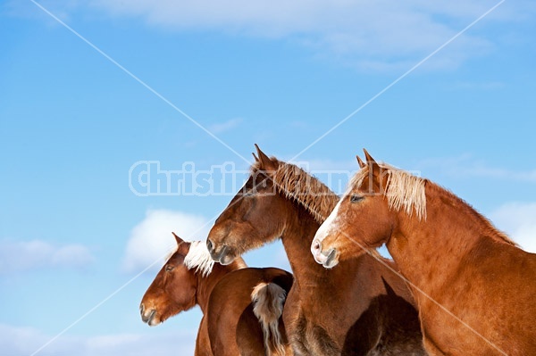 Belgian draft horses photographed against a blue sky