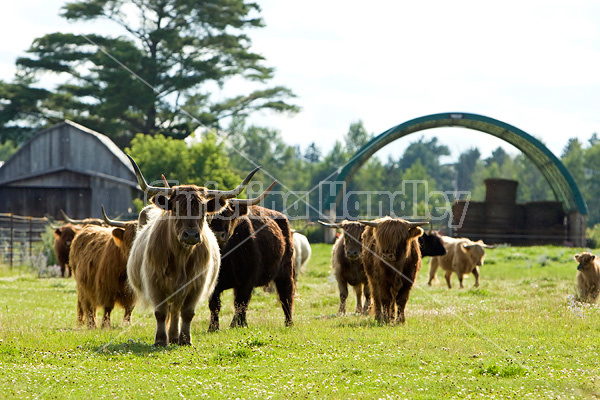 Highland cows