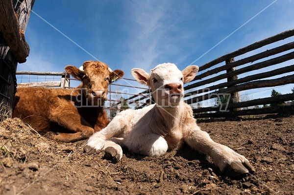 Young Charolais beef calf laying outside in cattle yard