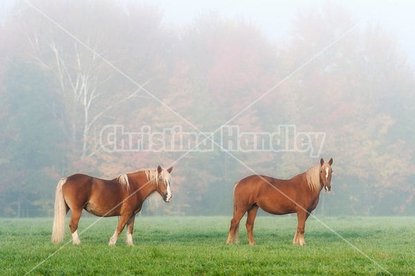 Two Belgian draft horses