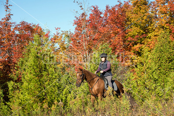 Woman riding a Chestnut Thoroughbred horse