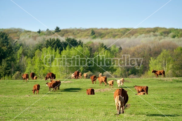 Beef Cattle on Pasture