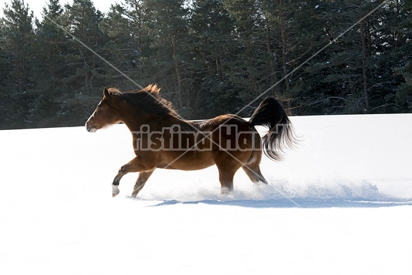 American paint horse running in snow