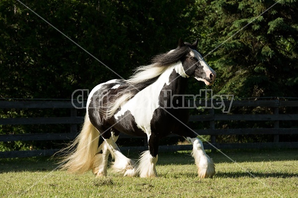 Gypsy horses