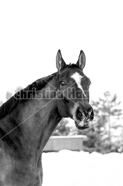 Portrait of a thoroughbred gelding