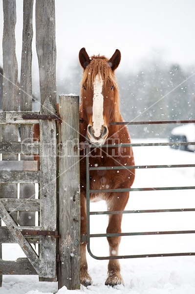 Belgian Draft Horse in Winter