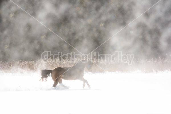 Single horse galloping through deep snow. Cold breath and blowing snow being lit by sunshine