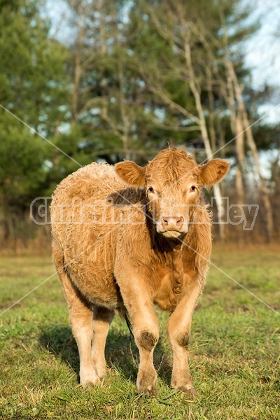 Portrait of a Charolais cross heifer