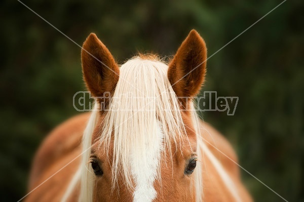 Horse Face