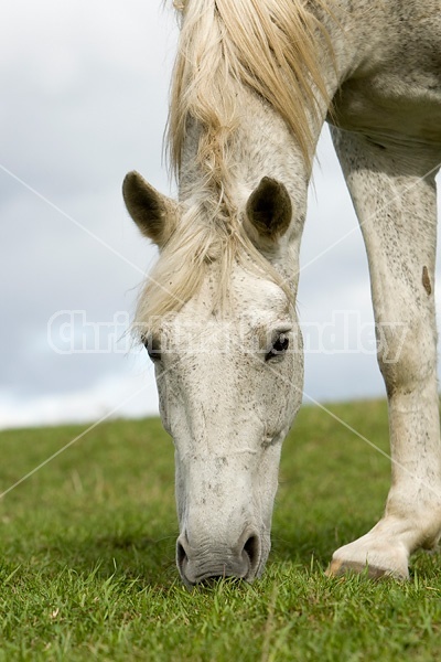 Gray horse grazing on autumn pasture.