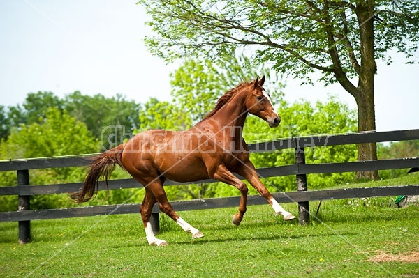 Chestnut Thoroughbred horse