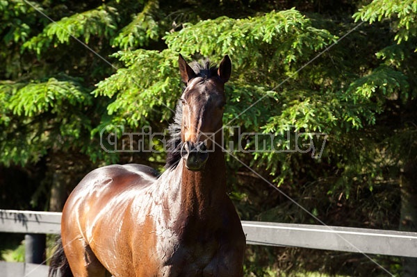 Bay Thoroughbred gelding