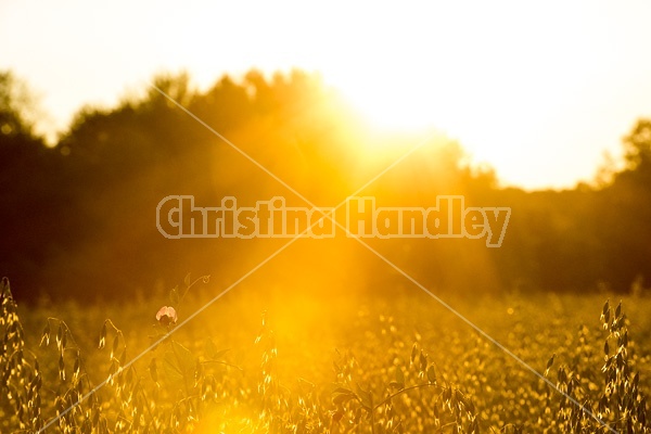 Field of oats in the setting sun