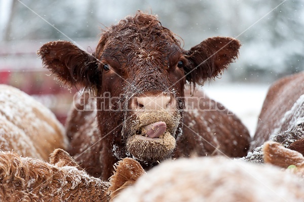 Photo of cow licking her lips while eating oats