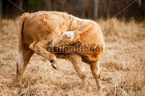 Beef calf