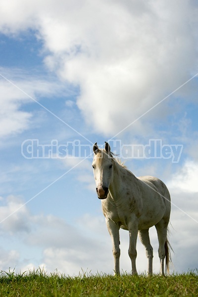 Gray horse on hilltop against sky