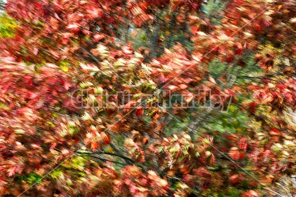 Autumn colored trees and leaves