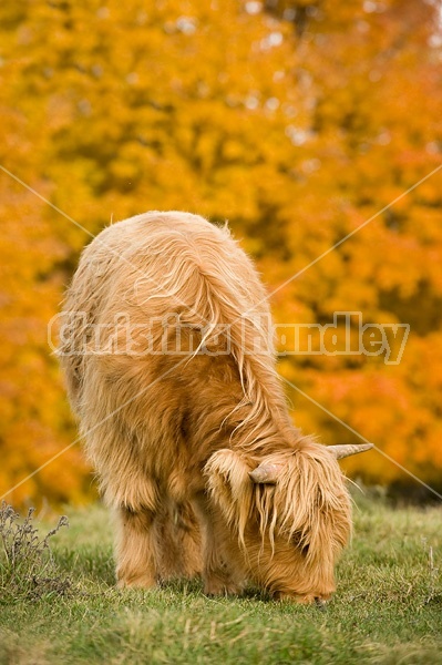 Yearling Highland Cattle on autumn pasture