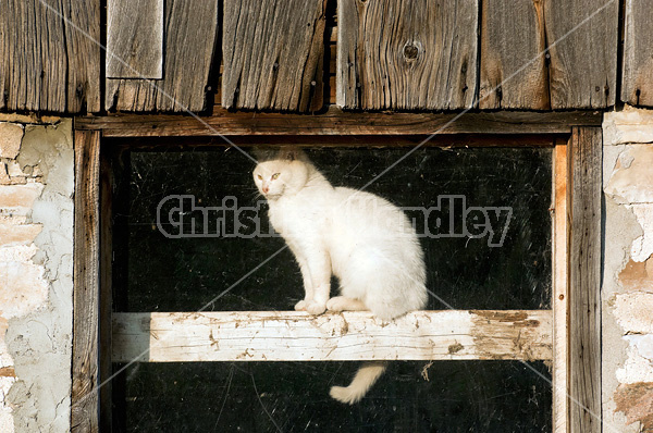 White barn cat sitting in barn window