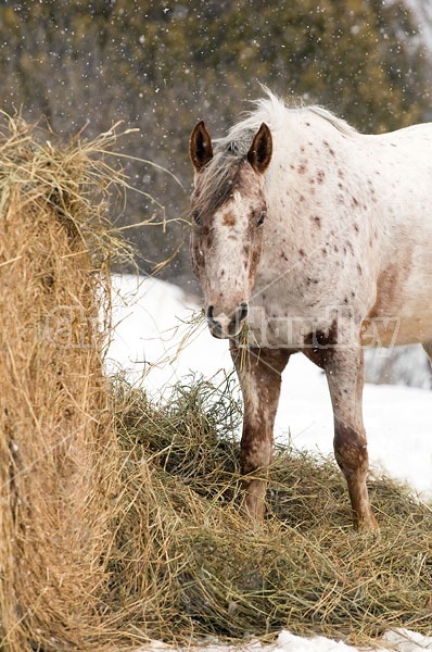 Appaloosa Horse