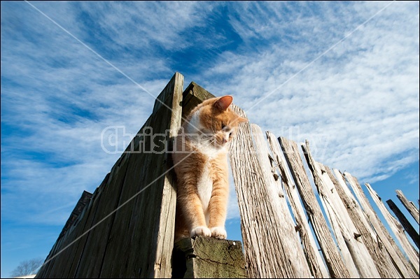 Orange and white cat sitting on fence