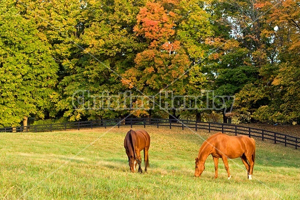 Two horses grazing on autumn pasture