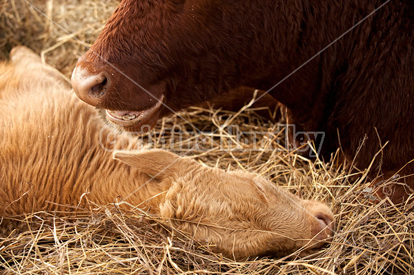 Baby beef calves sleeping in a bed of straw