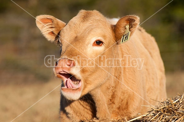 Young beef calf yawning