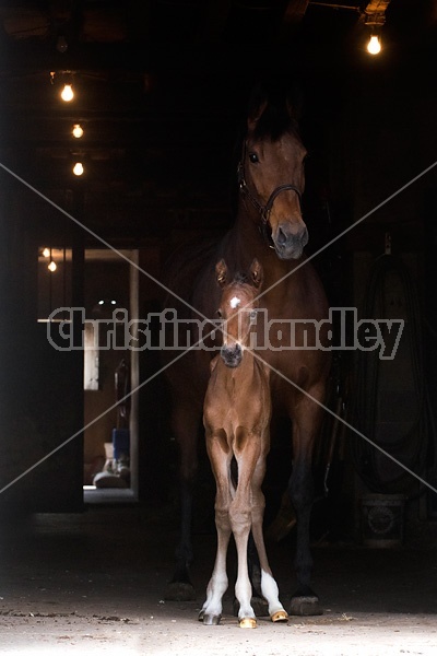 Mare and foal standing in barn doorway