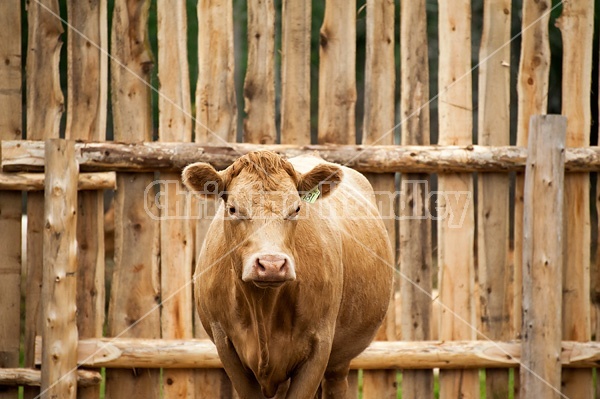 Charolais cross beef cow