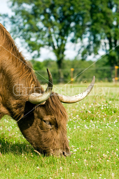 Highland cows