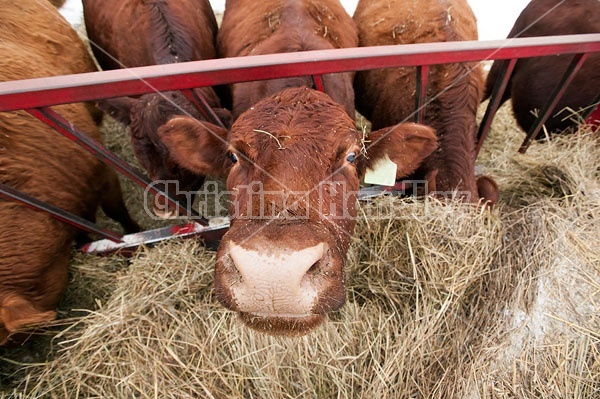 Cow Eating hay