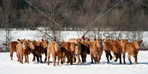 Herd of Beef Calves