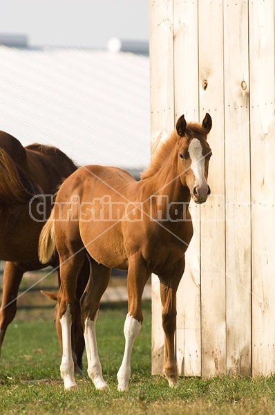 Quarter horse foal