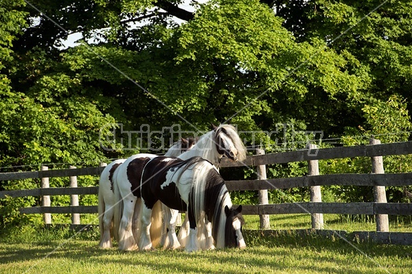 Gypsy horses