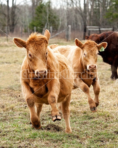 Yearling Charolais Beef Heifers Running, Bucking and Playing