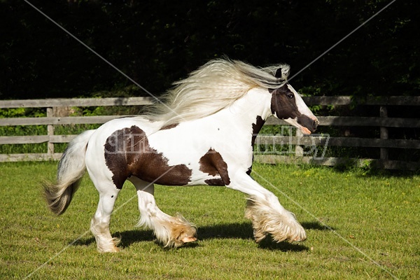 Gypsy horses