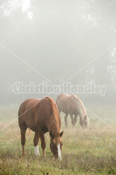 Two Belgian draft horses grazing in the early morning fog